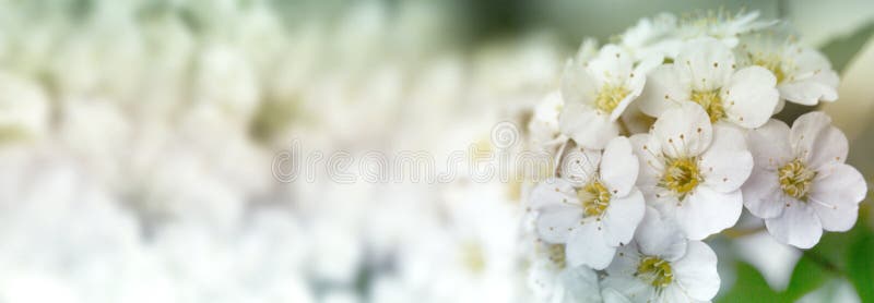 Primer del backgroun floral del spirea nupcial de la guirnalda del arbusto de florecimiento