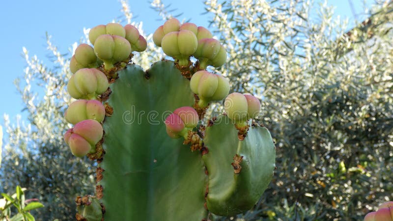 Primer Del Cactus Del árbol De Los Candelabros Con Los Brotes De Flor  Amarillos Imagen de archivo - Imagen de flora, cubo: 151141937