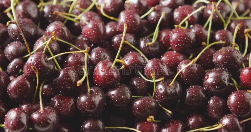 Primer del cerezas jugosas maduras rojas mojadas Descensos del agua en bayas Fondo de las cerezas Siguiendo el vídeo de la cámara metrajes