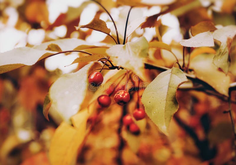 primer del color rojo del amarillo del jengibre del jardín de la naturaleza del otoño de la rama de árbol fotos de archivo primer del color rojo del amarillo del jengibre del jardín de la naturaleza del otoño de la rama de árbol fotos de archivo