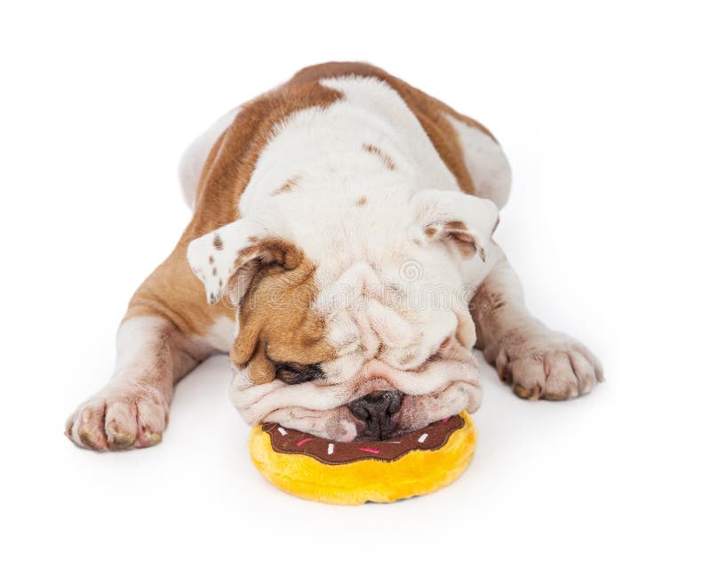 A closeup of an adorable Bulldog chewing plush toy shaped like a frisbee. A closeup of an adorable Bulldog chewing plush toy shaped like a frisbee