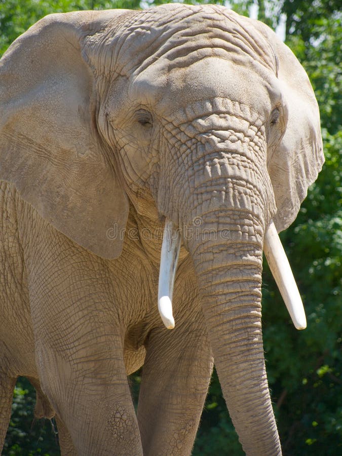Download Primer Del Elefante Africano Foto de archivo - Imagen de animal, escalfaron: 185530