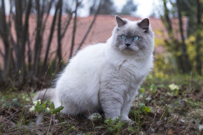 Primer del gato mullido de Ragdoll que se sienta en un prado fotos de archivo libres de regalías Primer del gato mullido de Ragdoll que se sienta en un prado fotos de archivo libres de regalías