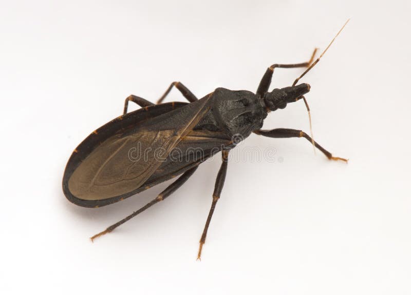 Detail of an assassin bug, also known as a kissing bug, carrier of Chagas disease. Detail of an assassin bug, also known as a kissing bug, carrier of Chagas disease.