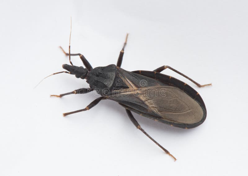 Detail of an assassin bug, also known as a kissing bug, or triatominae, carrier of Chagas disease. Detail of an assassin bug, also known as a kissing bug, or triatominae, carrier of Chagas disease.