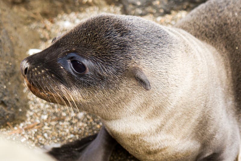 Primer Del León De Mar Del Bebé Imagen de archivo Imagen de playa