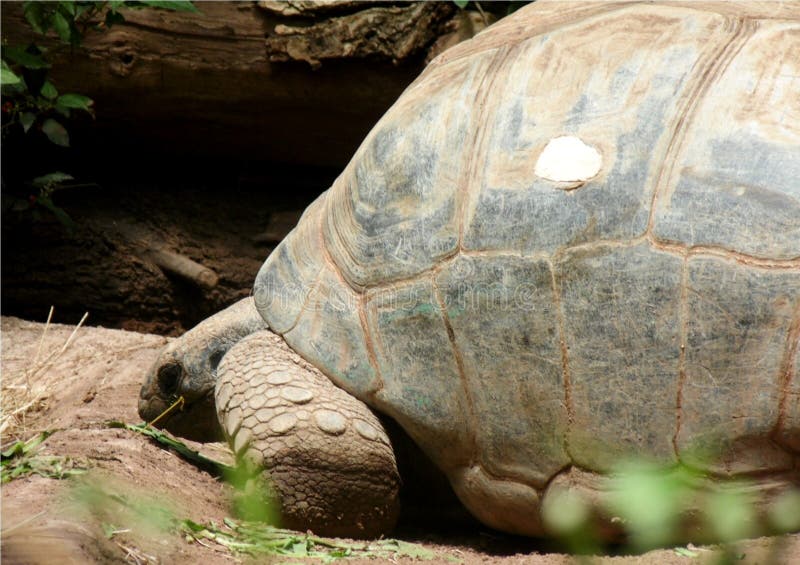 Primer del perfil de la tortuga gigante que camina lentamente imagen de archivo Primer del perfil de la tortuga gigante que camina lentamente imagen de archivo