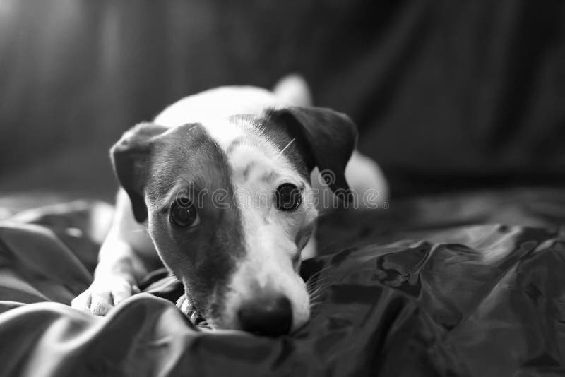 Primer del perro foto de archivo libre de regalías