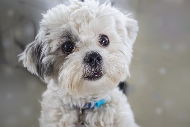 Primer del perro blanco mullido muy lindo con el pelo oscuro alrededor de un ojo que mira como él quiere ser acariciado fotografía de archivo Primer del perro blanco mullido muy lindo con el pelo oscuro alrededor de un ojo que mira como él quiere ser acariciado fotografía de archivo