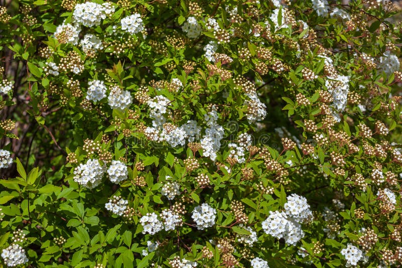 Primer del spirea nupcial de la guirnalda del arbusto floreciente, backgrou floral