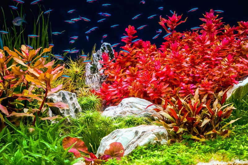 Primer del tanque del acuario, con la natación de neón de los pescados foto de archivo libre de regalías Primer del tanque del acuario, con la natación de neón de los pescados foto de archivo libre de regalías