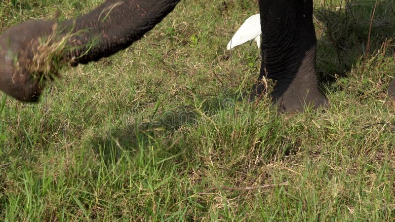 Primer del tronco del elefante como ?l come la hierba con las garcetas