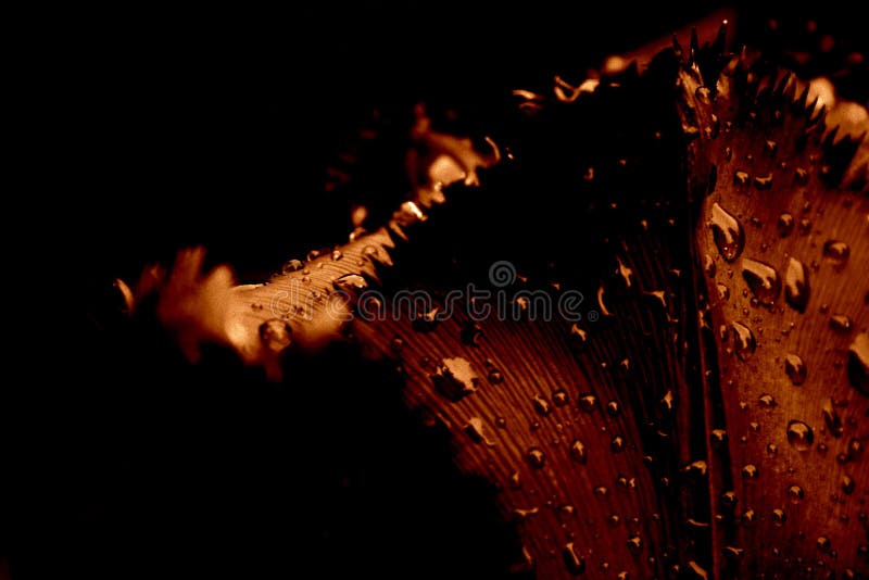 Primer del tulipán, en la lluvia foto de archivo libre de regalías Primer del tulipán, en la lluvia foto de archivo libre de regalías