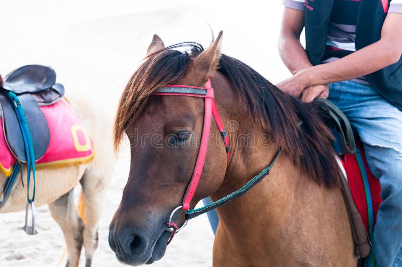 Primer del vaquero de los hombres que monta el caballo hermoso de Brown en la playa imagen de archivo libre de regalías Primer del vaquero de los hombres que monta el caballo hermoso de Brown en la playa imagen de archivo libre de regalías