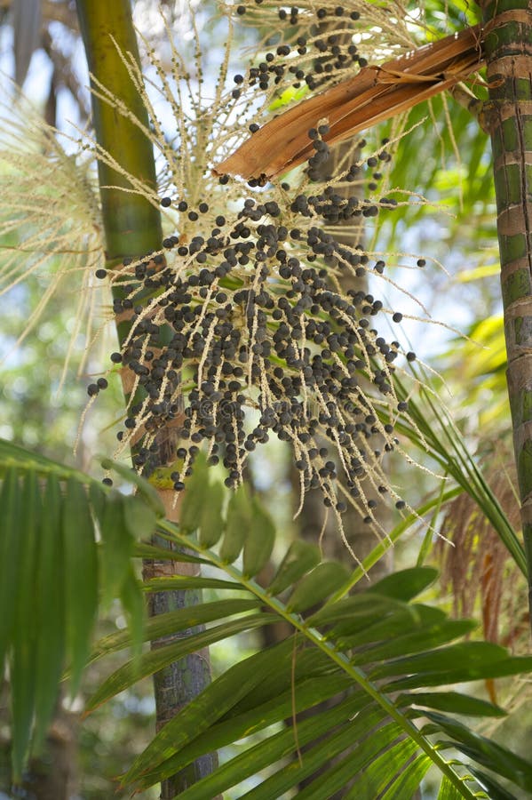 Primer del árbol frutal de la palma de Acai Açaà imágenes de archivo libres de regalías Primer del árbol frutal de la palma de Acai Açaà imágenes de archivo libres de regalías