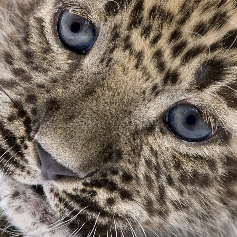 Close-up on a Persian leopard Cub (6 weeks) in front of a white background. Close-up on a Persian leopard Cub (6 weeks) in front of a white background