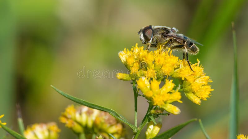 Primer extremo de la especie peluda de la mosca en las flores amarillas amarillas oscuras en el área en Wisconsin septentrional - imágenes de archivo libres de regalías Primer extremo de la especie peluda de la mosca en las flores amarillas amarillas oscuras en el área en Wisconsin septentrional - imágenes de archivo libres de regalías