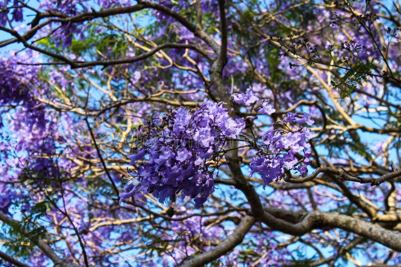 Primer floreciente púrpura de las ramas de árbol del jacaranda contra el cielo de la turquesa - fondo - foco selectivo foto de archivo Primer floreciente púrpura de las ramas de árbol del jacaranda contra el cielo de la turquesa - fondo - foco selectivo foto de archivo
