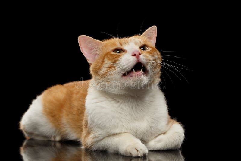Primer Ginger Cat Meowing en negro imagen de archivo libre de regalías Primer Ginger Cat Meowing en negro imagen de archivo libre de regalías