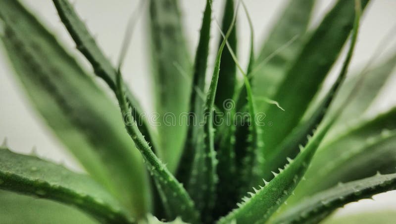 Primer macro del cactus suculento de Haworthia en un fondo blanco imágenes de archivo libres de regalías Primer macro del cactus suculento de Haworthia en un fondo blanco imágenes de archivo libres de regalías