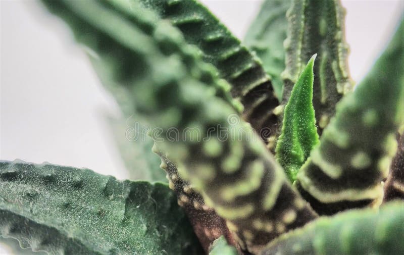 Primer macro del cactus suculento de Haworthia en un fondo blanco fotografía de archivo libre de regalías Primer macro del cactus suculento de Haworthia en un fondo blanco fotografía de archivo libre de regalías