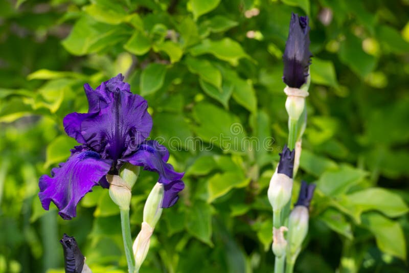 El primer macro del iris barbudo azul, Iris Barbata en verde empañó el fondo