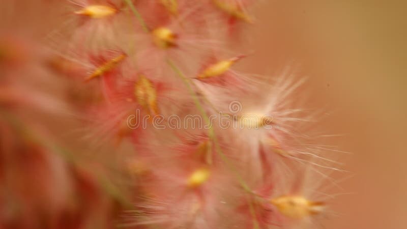 Primer macro tirado de flores