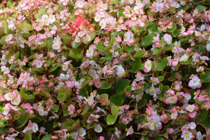 Primer Plano De Flores De Begonia Rosa Claro Floreciente Imagen de archivo  - Imagen de cubo, exterior: 212069231