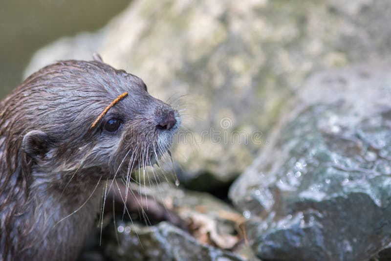 Primer plano de la nutria. hermosa fauna naturaleza imagen. lindo animal foto de archivo