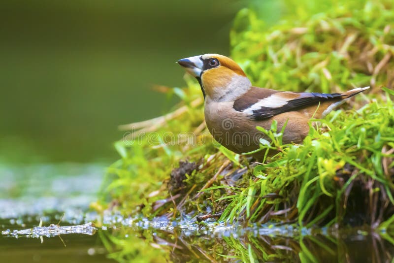 Primer plano de un hermoso macho húmedo hawfinch coccothraustes coccothraustes beber lavado preening y limpieza en agua foto de archivo libre de regalías