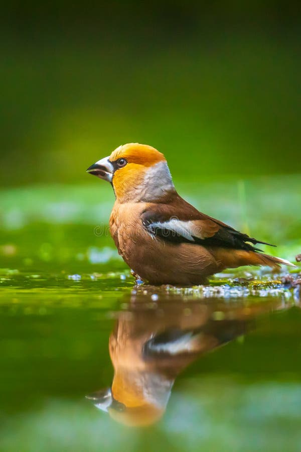 Primer plano de un hermoso macho húmedo hawfinch coccothraustes coccothraustes beber lavado preening y limpieza en agua imagen de archivo libre de regalías