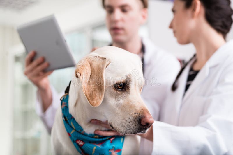 Primer plano de un perro enfermo fotografía de archivo libre de regalías