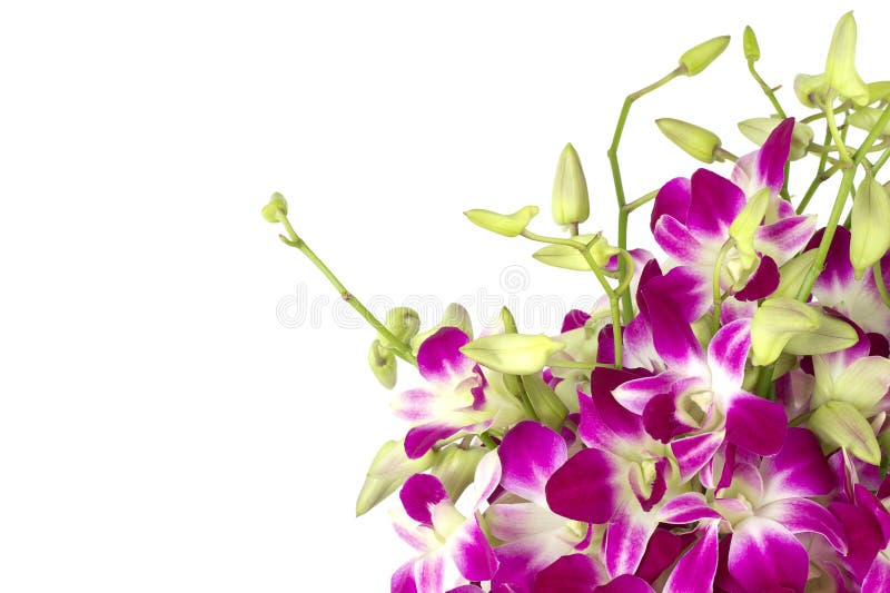 Primer púrpura de las orquídeas. imagen de archivo libre de regalías Primer púrpura de las orquídeas. imagen de archivo libre de regalías