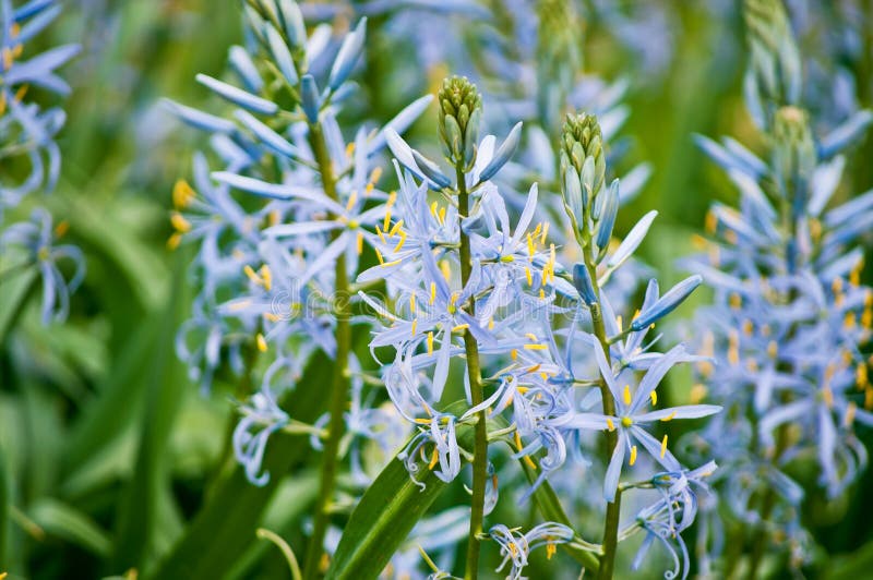 Primer púrpura del quamash del Camassia fotografía de archivo libre de regalías Primer púrpura del quamash del Camassia fotografía de archivo libre de regalías