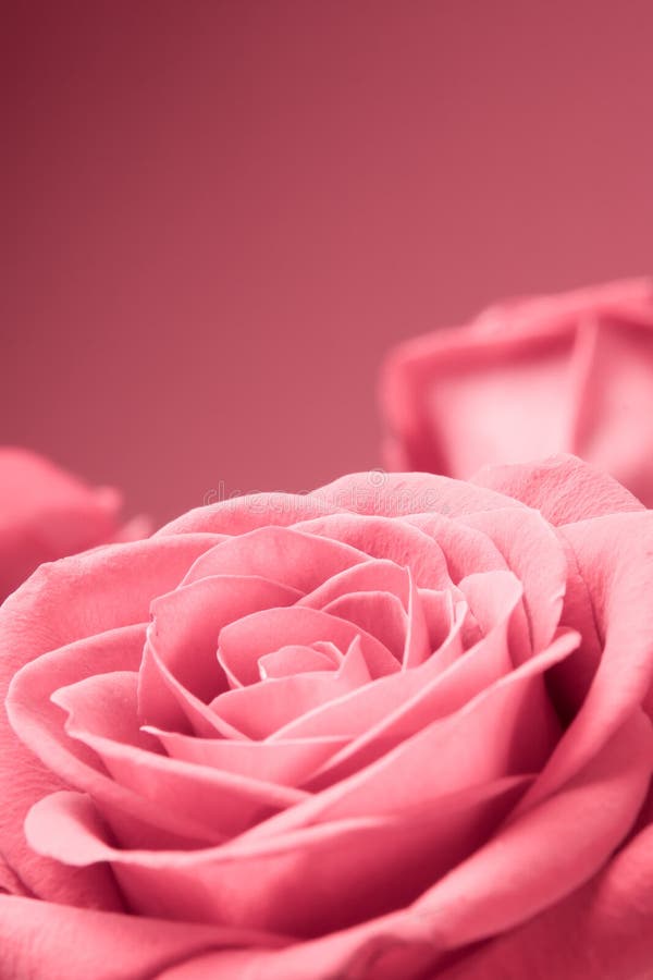 Primer rosado de las rosas en el fondo rojo imagen de archivo libre de regalías