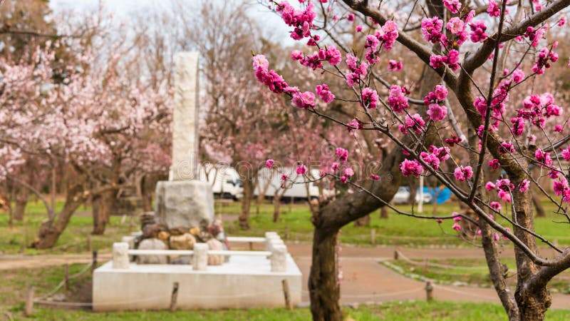 Primer Sakura rosado en el parque de Maruyama, Sapporo fotografía de archivo Primer Sakura rosado en el parque de Maruyama, Sapporo fotografía de archivo