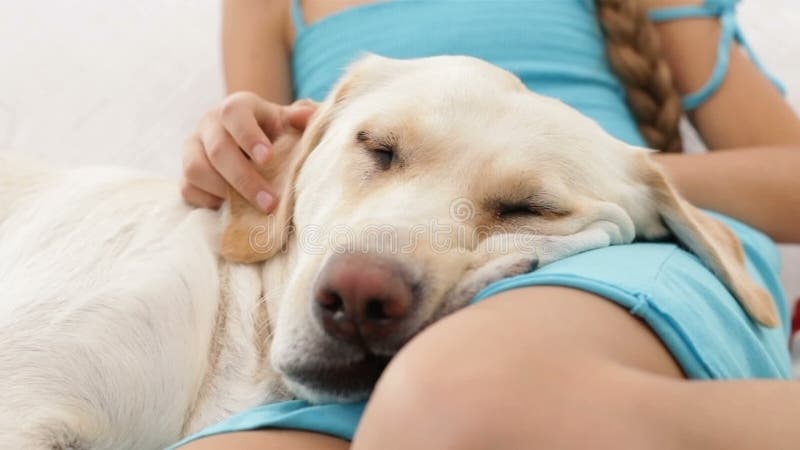 Primer soñoliento de la cabeza de perro - con el dueño da la caricia de los oídos