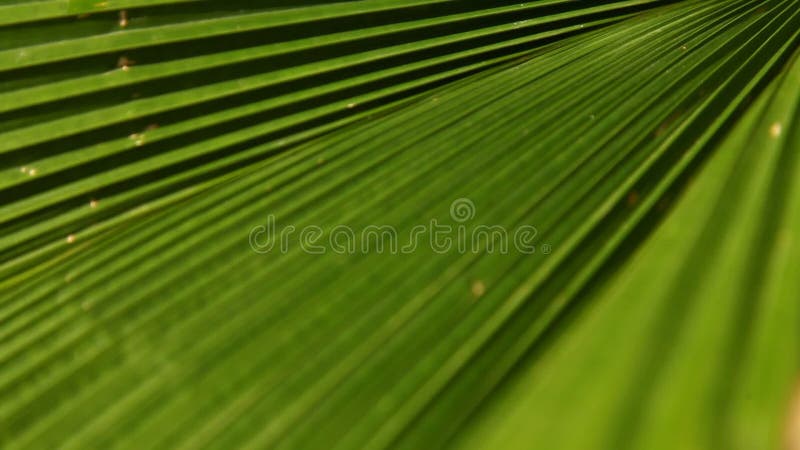 Primer tirado de las hojas de la planta