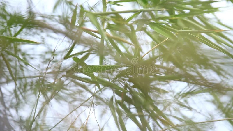 Primer tirado de las hojas de la planta