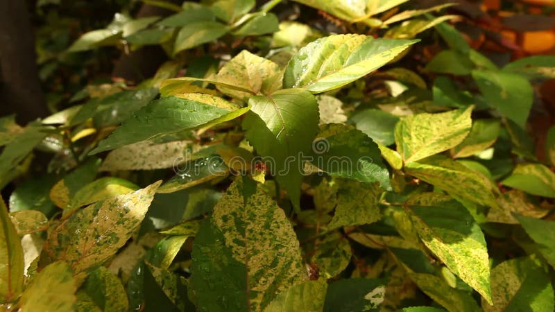 Primer tirado de las hojas de la planta