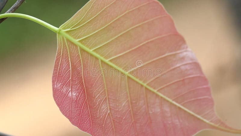 Primer tirado de las hojas de la planta