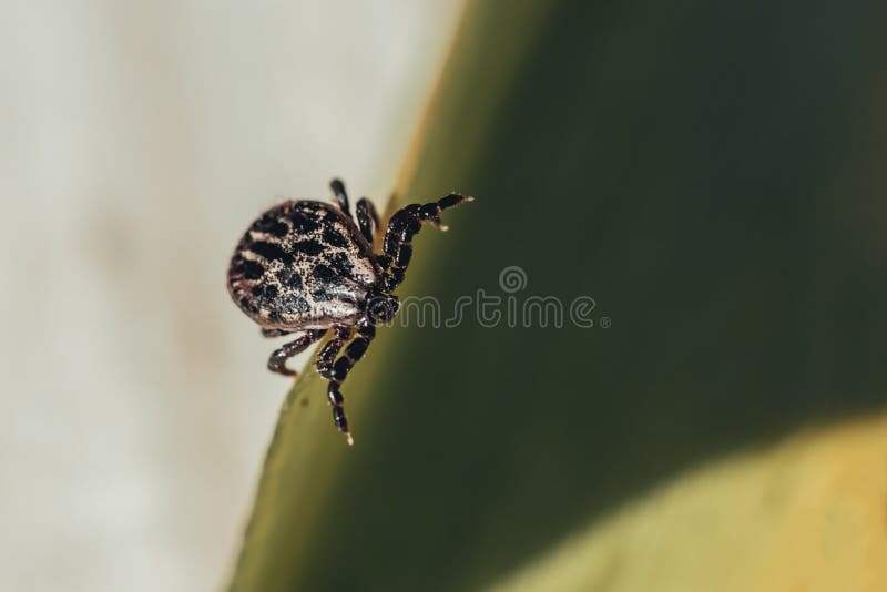 close-up. A dangerous parasite and infection carrier mite sitting on a green leaf background design summer texture nature animal bite blood illness insect macro tick bug closeup encephalitis ixodes lyme acarus arachnid disease pest arthropod parasitic small grass bloodsucker wildlife borreliosis fever animals blood-feeding bloodsucking herb natural remove ricinus vermin detail. close-up. A dangerous parasite and infection carrier mite sitting on a green leaf background design summer texture nature animal bite blood illness insect macro tick bug closeup encephalitis ixodes lyme acarus arachnid disease pest arthropod parasitic small grass bloodsucker wildlife borreliosis fever animals blood-feeding bloodsucking herb natural remove ricinus vermin detail