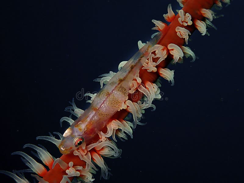 Primer y tiro macro del gobio coralino del azote durante zambullida del ocio en Sabah, Borneo fotos de archivo Primer y tiro macro del gobio coralino del azote durante zambullida del ocio en Sabah, Borneo fotos de archivo
