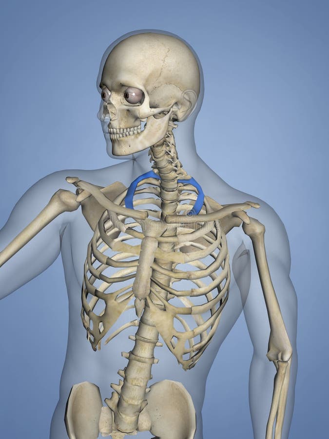 Primera Costilla, Rib Cage, Modelo 3D Stock de ilustración
