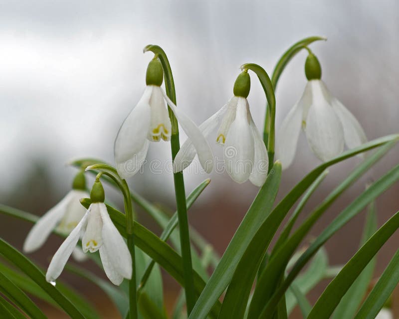 Primeras flores de la primavera - snowdrops, nivalis de Galanthus fotografía de archivo Primeras flores de la primavera - snowdrops, nivalis de Galanthus fotografía de archivo