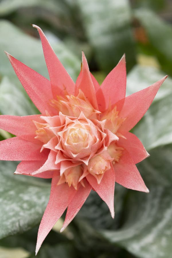 Primero De La Flor De Rosa De Aechmea Fasciata. Fotografiado En El Mercado  Apartments&cottages. Imagen de archivo - Imagen de anaranjado, fondo:  174086327