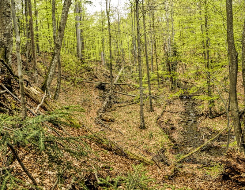 Primeval beech forest