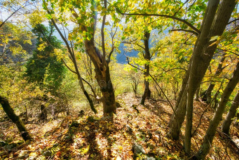 Primeval forest on Baranovo over Jakub during autumn