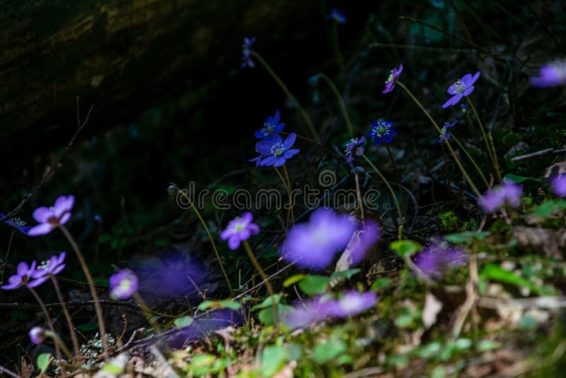 primi fiori blu che fioriscono nella foresta di primavera fotografia stock primi fiori blu che fioriscono nella foresta di primavera fotografia stock