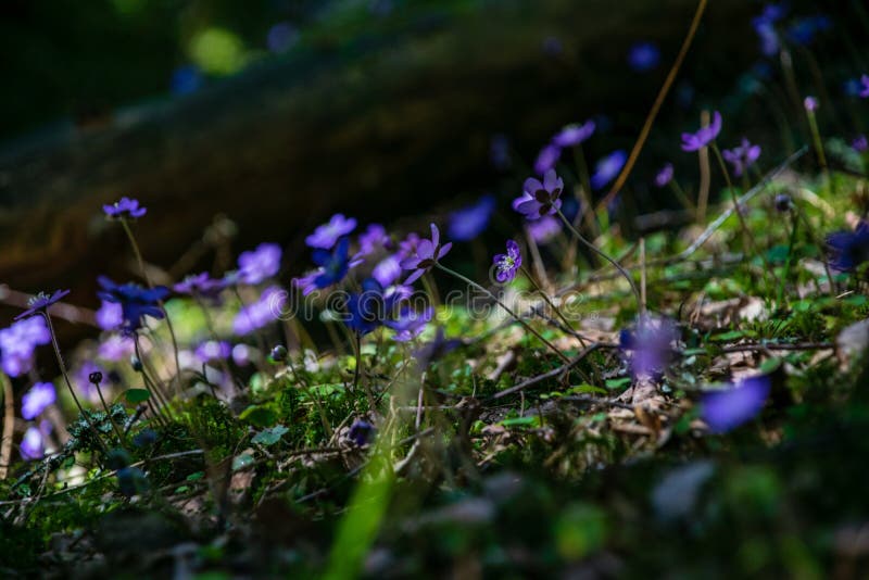 primi fiori blu che fioriscono nella foresta di primavera fotografia stock libera da diritti primi fiori blu che fioriscono nella foresta di primavera fotografia stock libera da diritti
